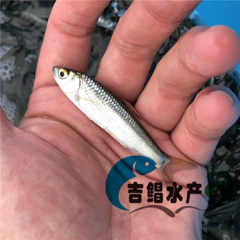 赤眼鳟鱼赤眼鳟鱼苗红眼鱼苗