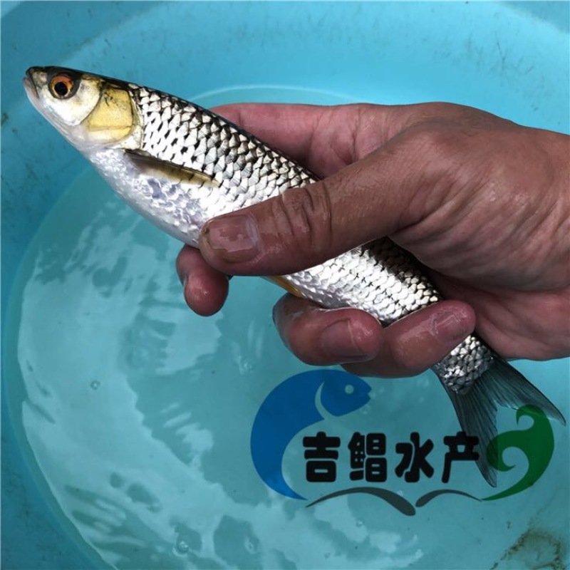 赤眼鳟鱼赤眼鳟鱼苗红眼鱼苗
