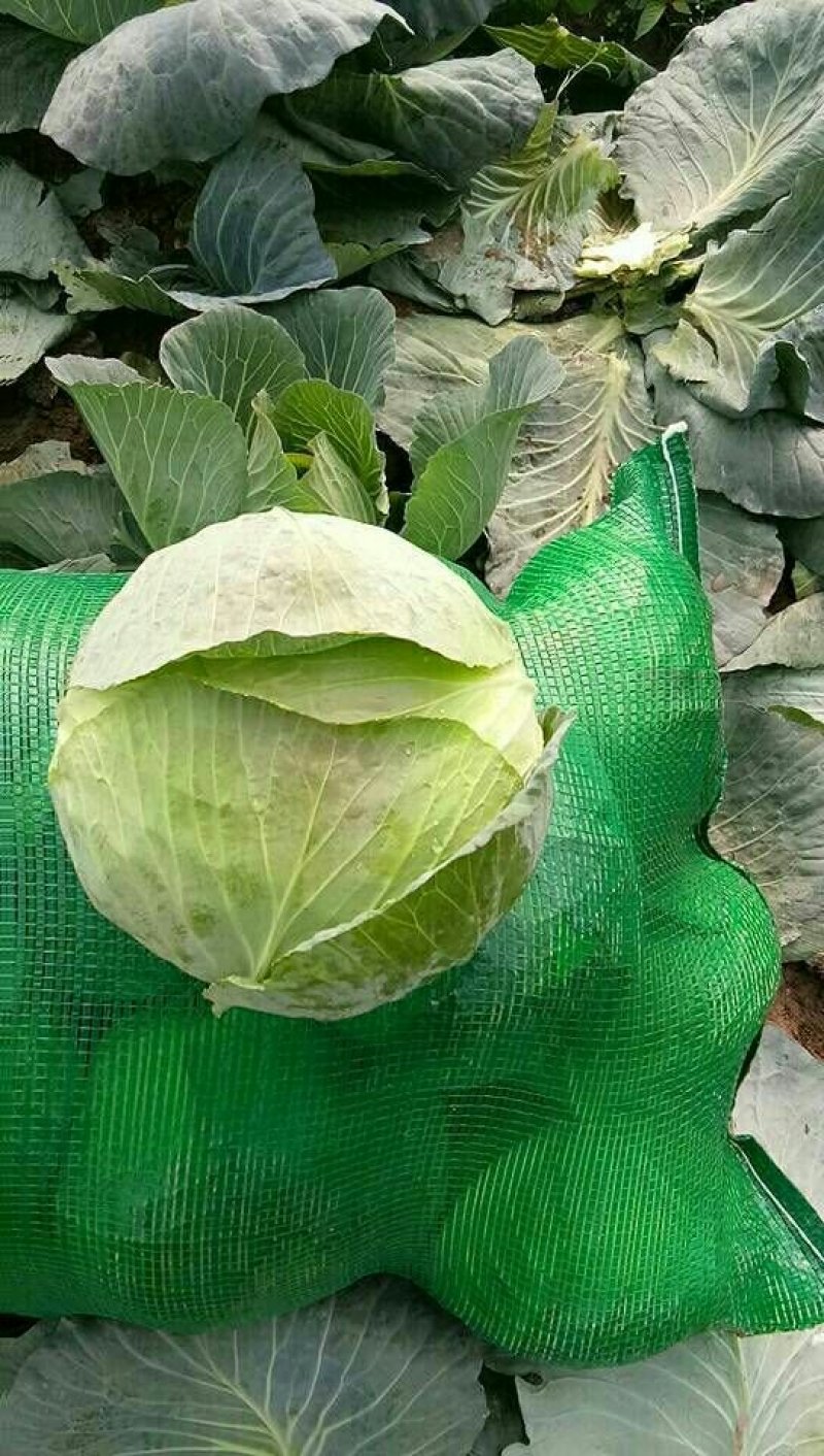 扁包菜奥奇娜双龙三号适合加工厂