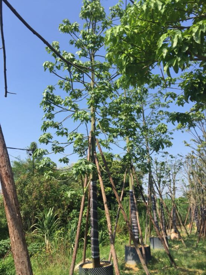 火焰木10~12cm4m以上