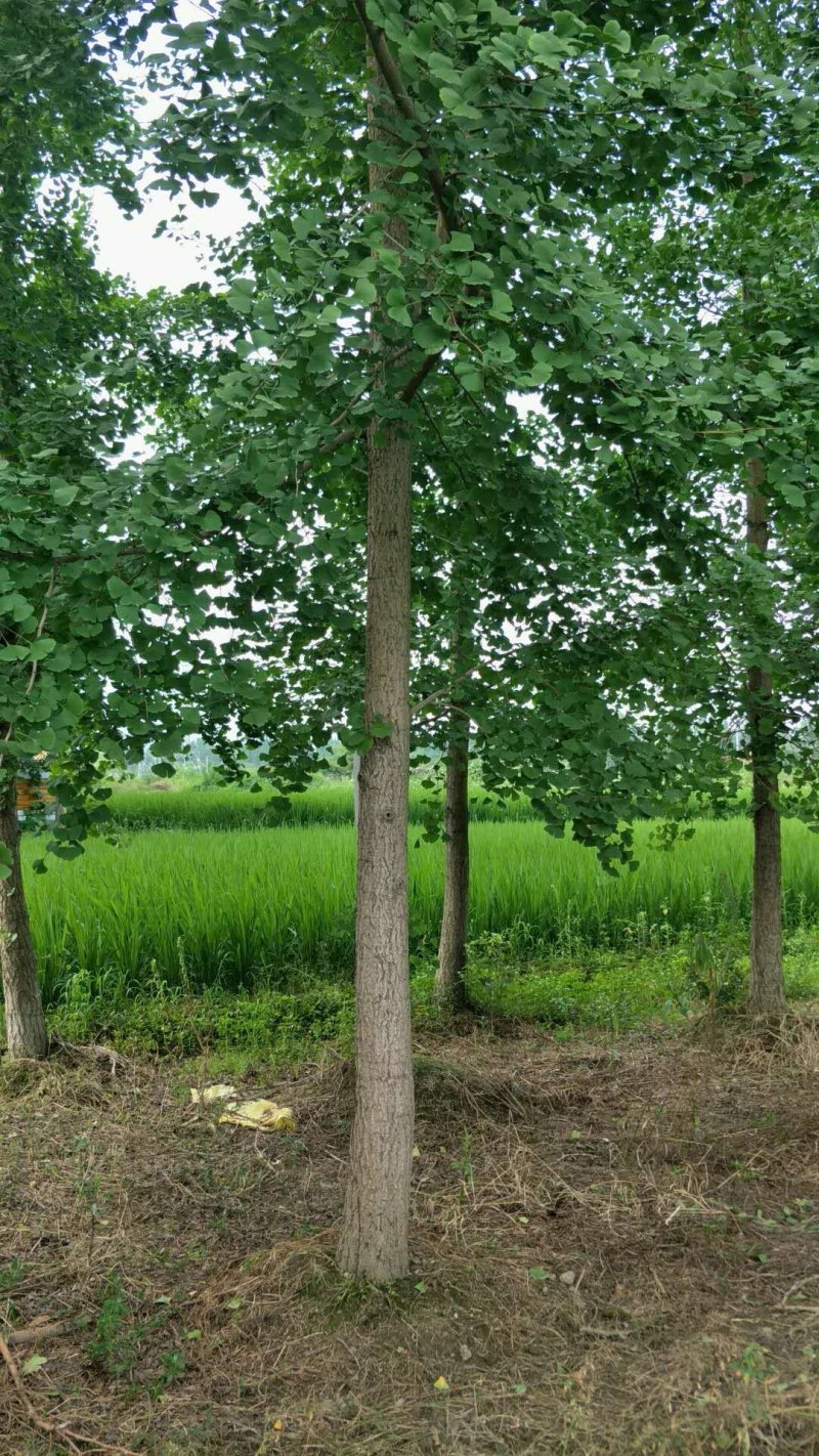 银杏树，四川省成都市大量出售各种规格银杏