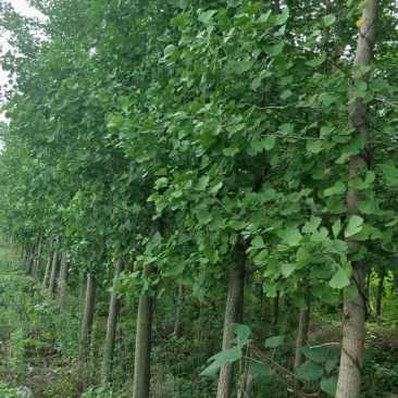 银杏树，四川省成都市大量出售各种规格银杏