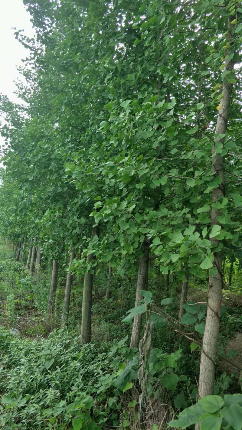 银杏树，四川省成都市大量出售各种规格银杏