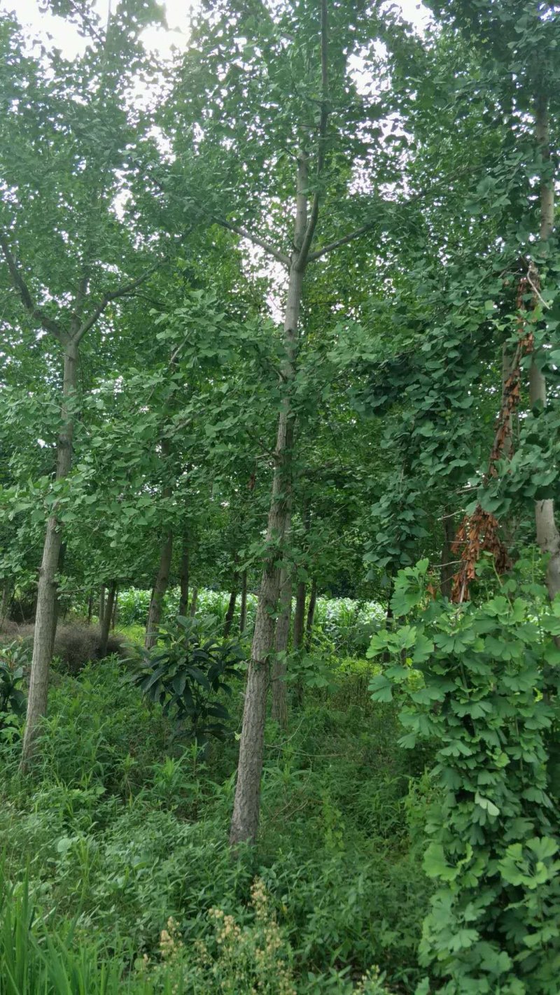 银杏树，四川省成都市大量出售各种规格银杏