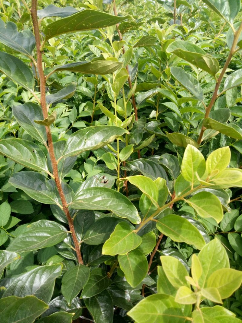 供应苹果苗，花椒苗，杏树苗，梨树苗