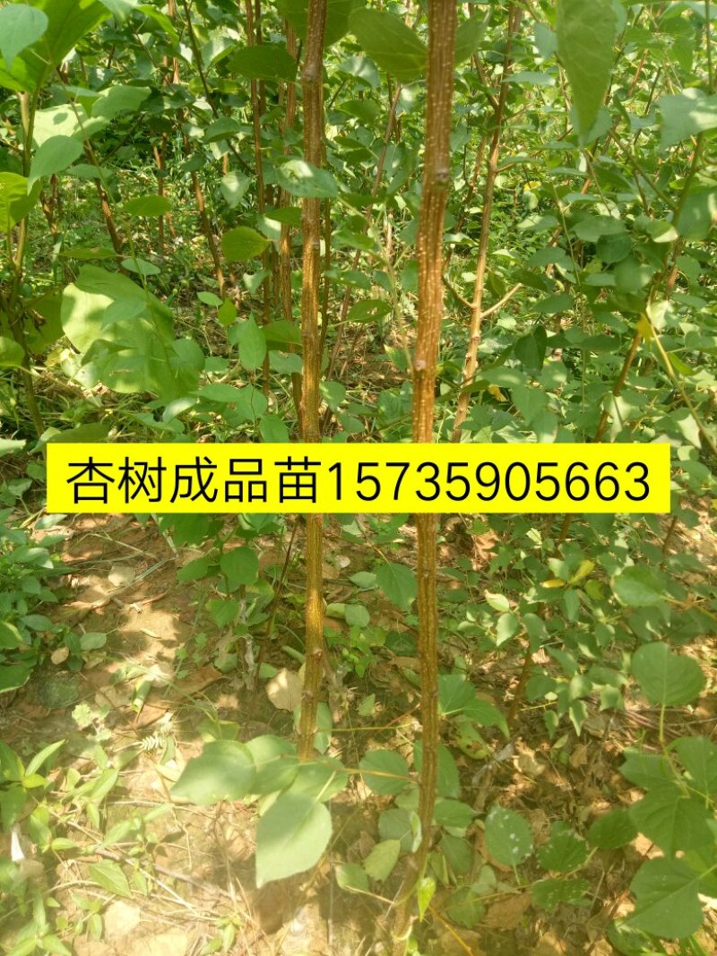 供应苹果苗，花椒苗，杏树苗，梨树苗