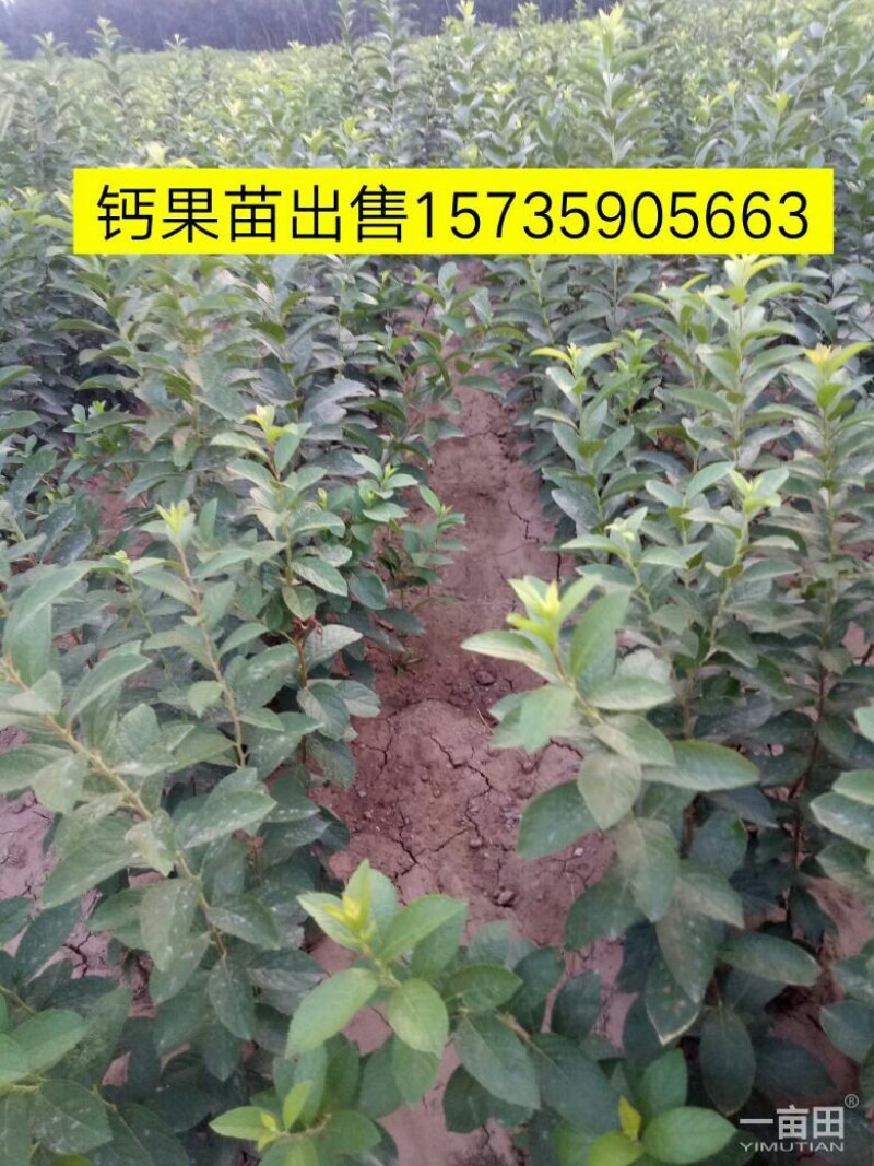 供应苹果苗，花椒苗，杏树苗，梨树苗