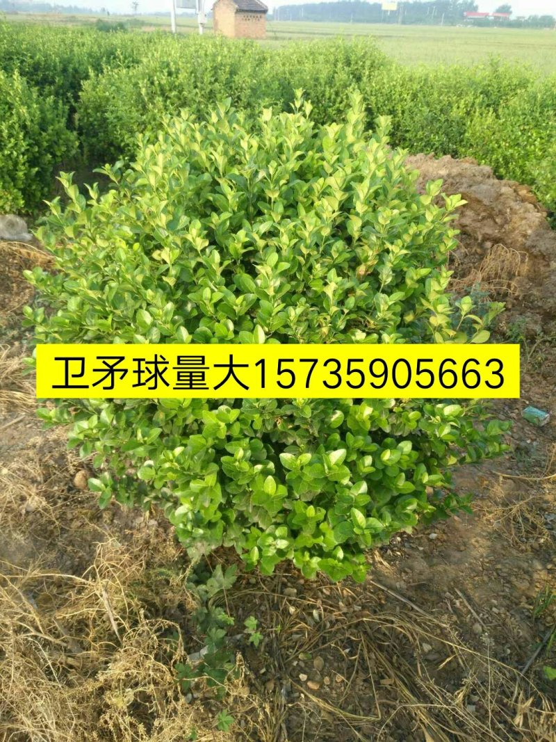 供应苹果苗，花椒苗，杏树苗，梨树苗