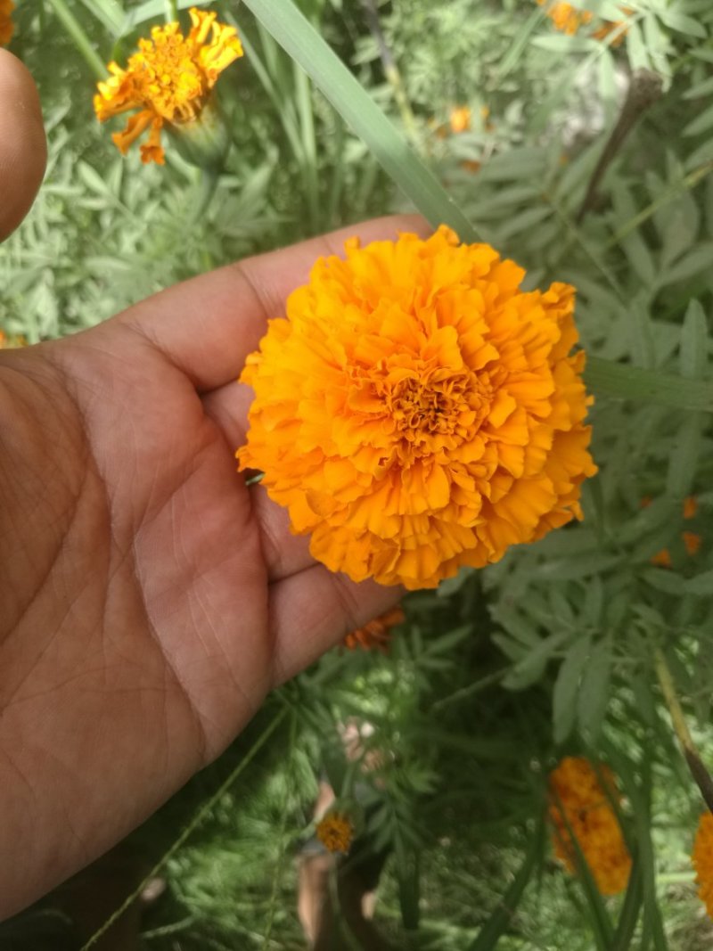 万寿菊/万寿菊配花/万寿菊鲜切花