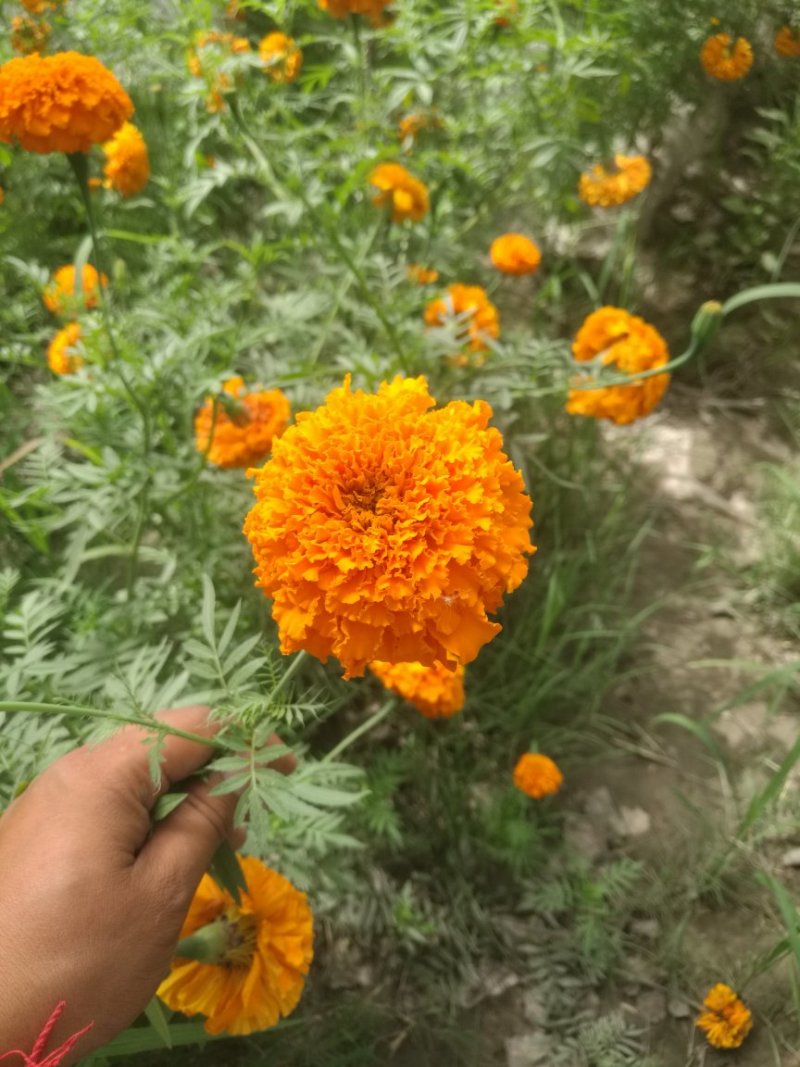 万寿菊/万寿菊配花/万寿菊鲜切花