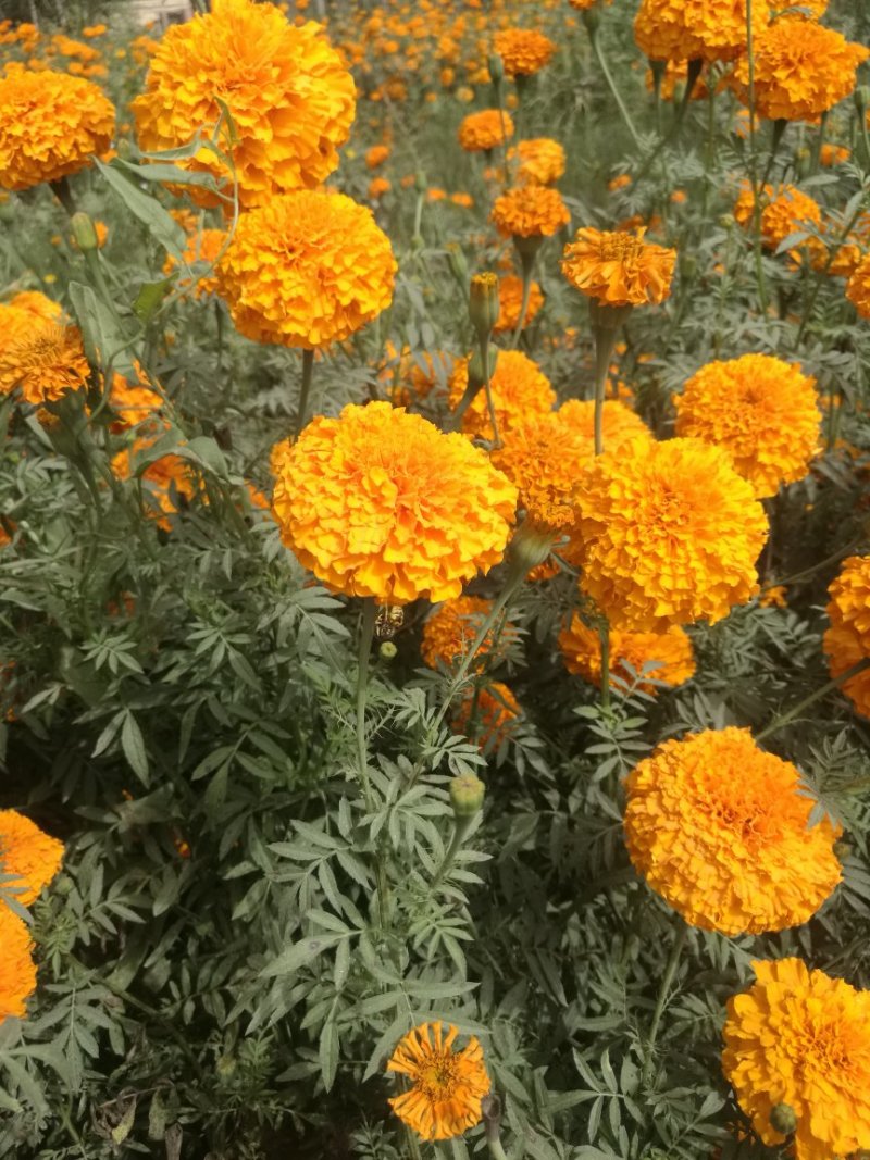 万寿菊/万寿菊配花/万寿菊鲜切花