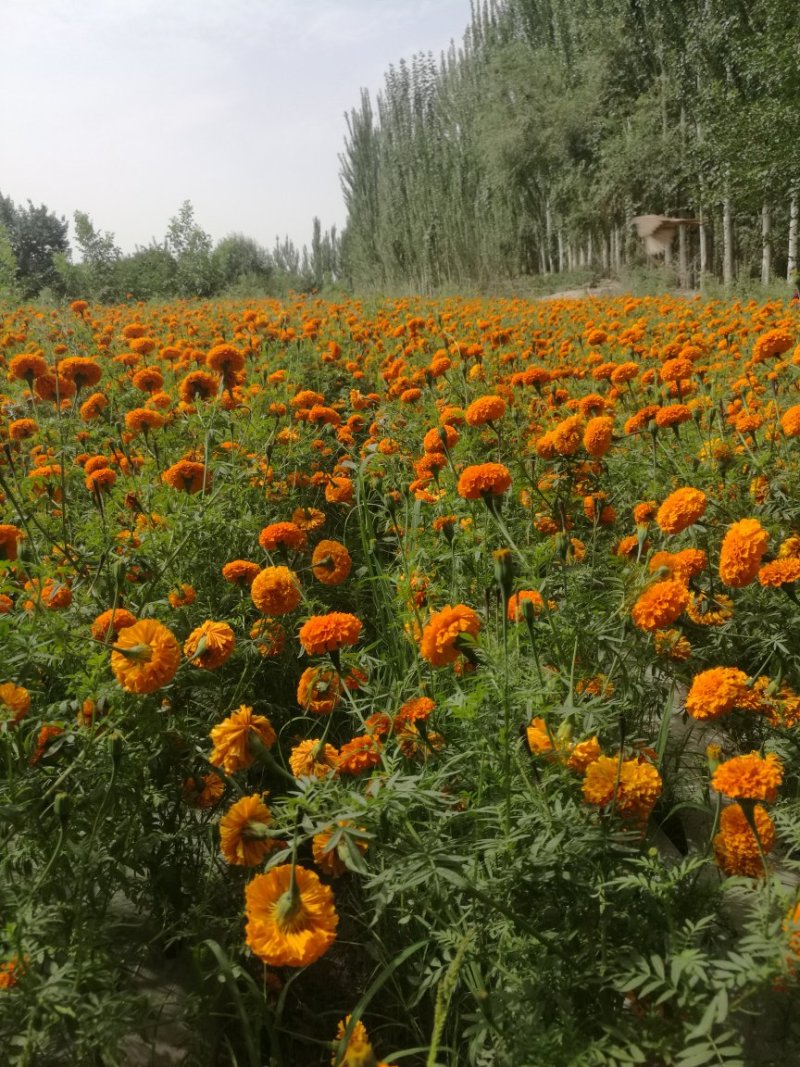 万寿菊/万寿菊配花/万寿菊鲜切花