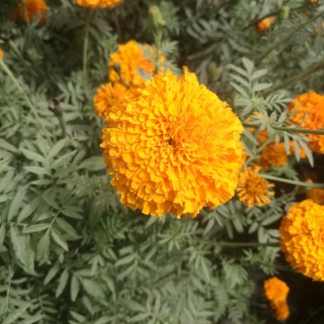 万寿菊/万寿菊配花/万寿菊鲜切花