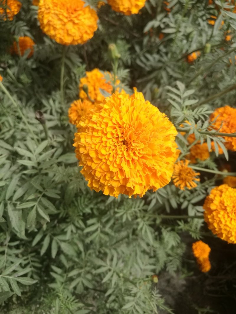 万寿菊/万寿菊配花/万寿菊鲜切花
