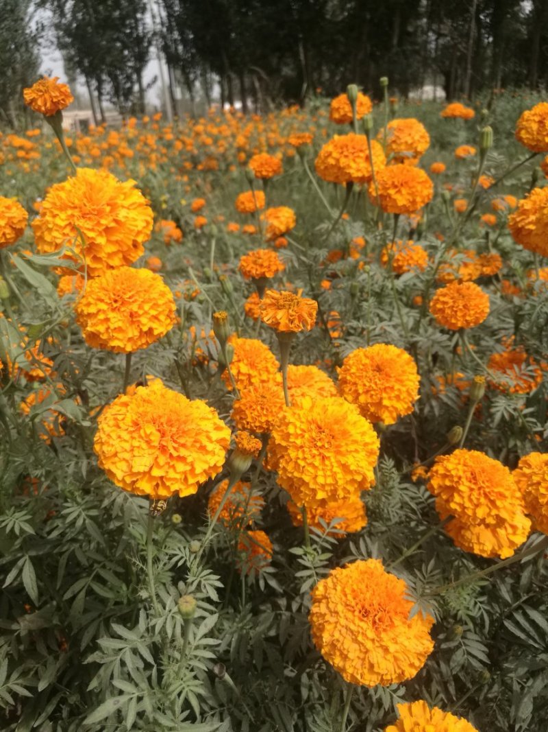 万寿菊/万寿菊配花/万寿菊鲜切花