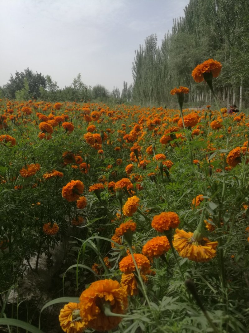 万寿菊/万寿菊配花/万寿菊鲜切花