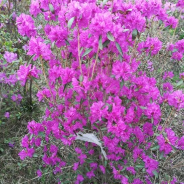 兴安杜鹃，大型杜鹃基地，供应纯种兴安杜鹃，东北杜鹃