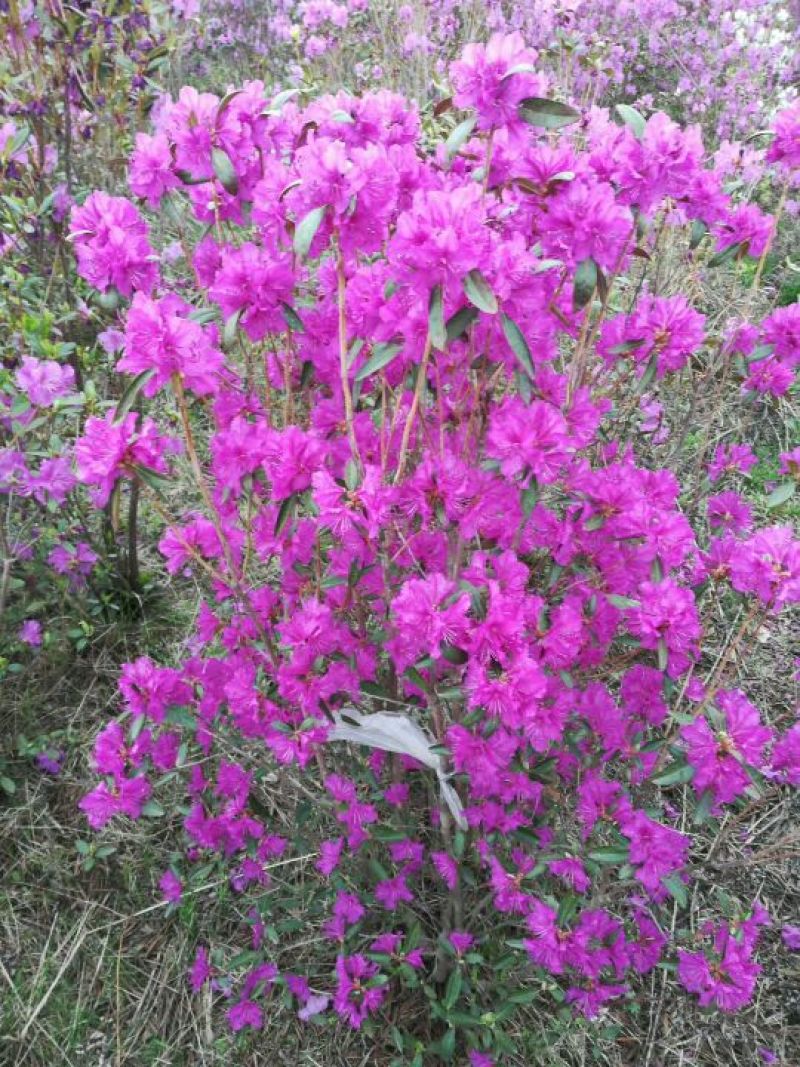 兴安杜鹃，大型杜鹃基地，供应纯种兴安杜鹃，东北杜鹃
