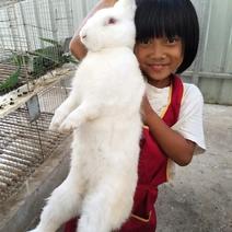 长期出售种兔商品兔幼兔包技术回收