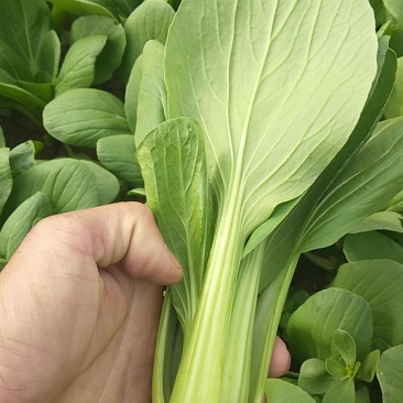 小油菜1两以上颜色亮