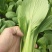 小油菜1两以上颜色亮