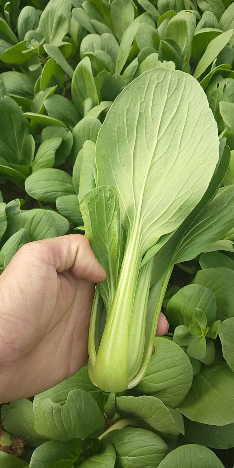 小油菜1两以上颜色亮