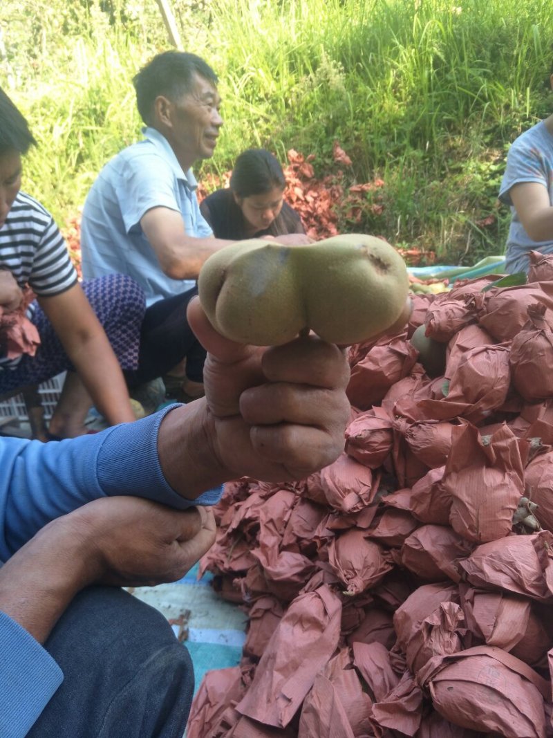 苍溪土特产红心猕猴桃水果之王口感好全国包邮假一赔一