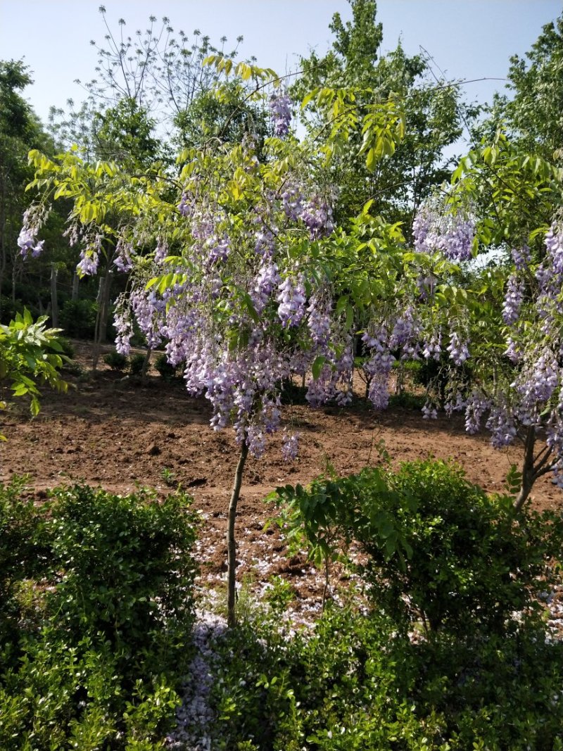 基地常年供应紫藤适应于庭长廊