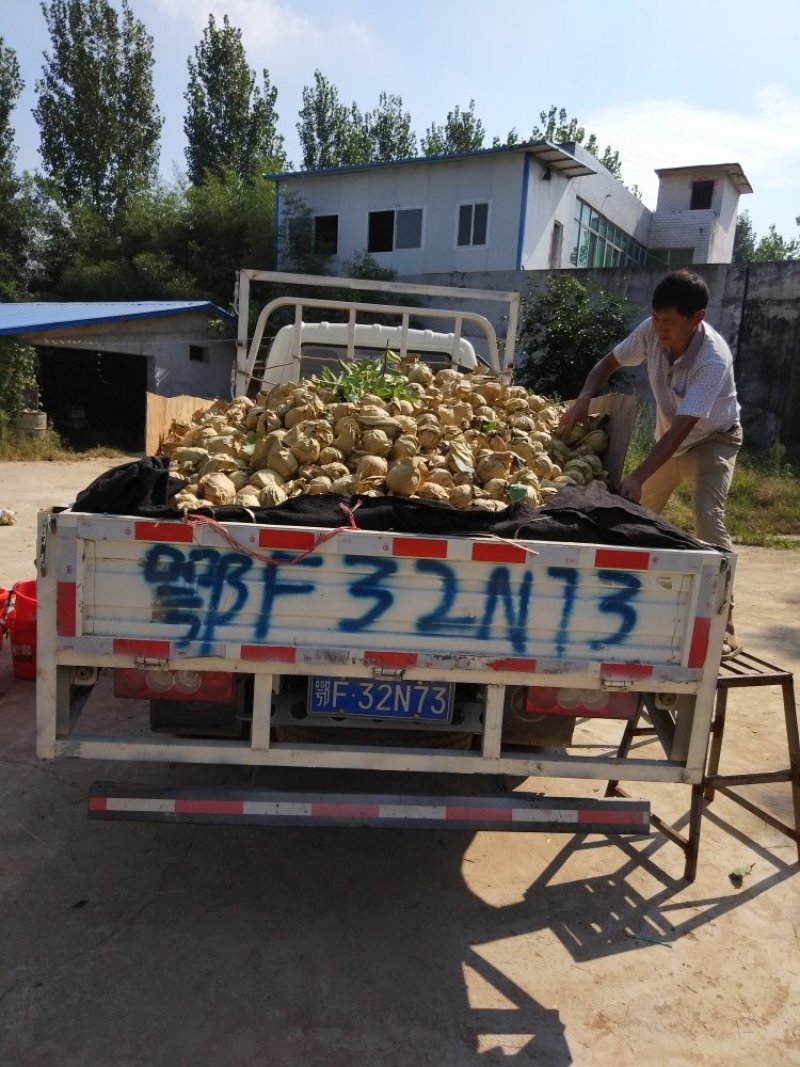 晚秋黄梨大量优质梨表光好甜度高质优服务好