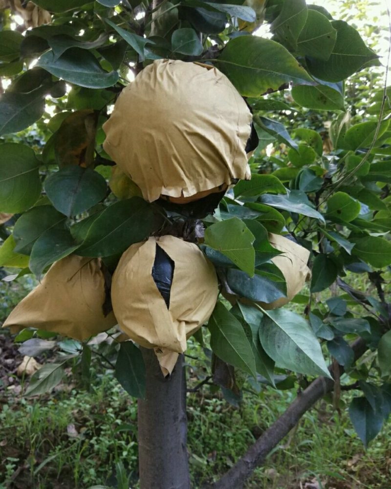 晚秋黄梨大量优质梨表光好甜度高质优服务好