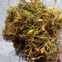 湖南金银花，手选五彩花