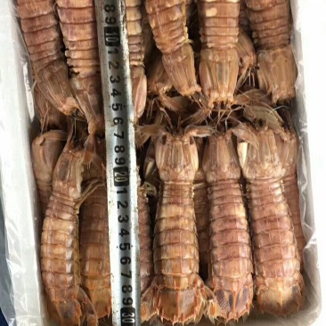 皮皮虾