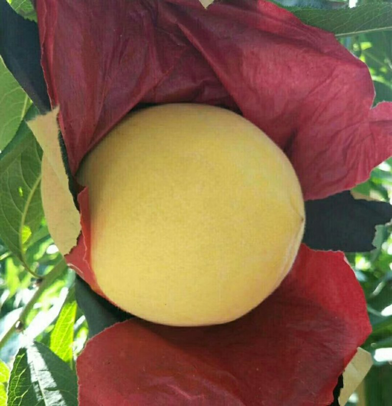 黄金黄桃
