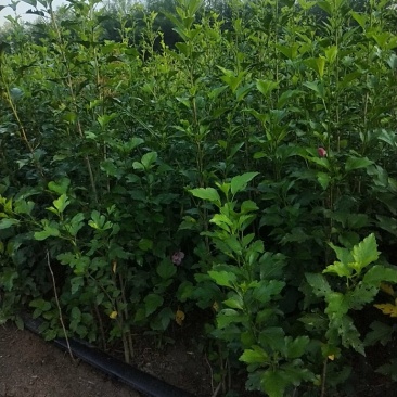 木槿花出售基地直销