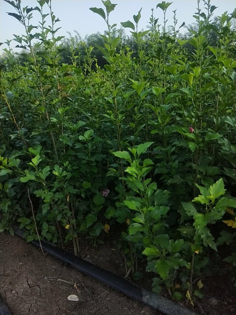 木槿花出售基地直销
