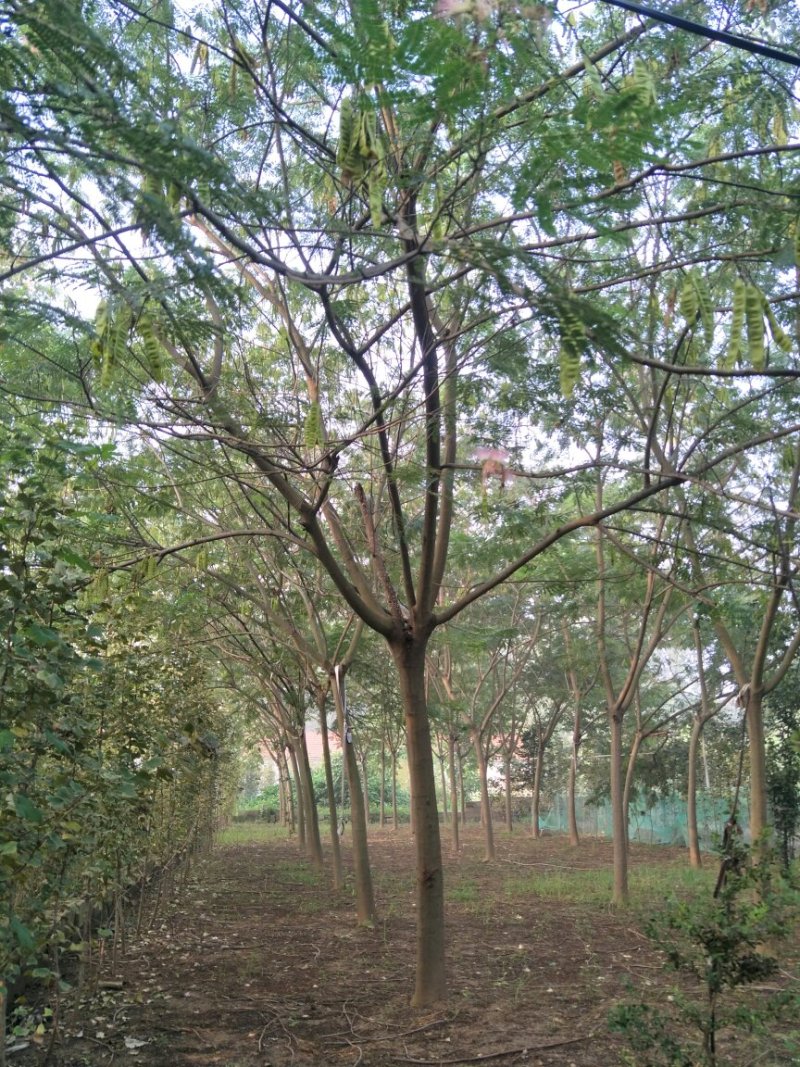 合欢，合欢，合欢，合欢，绒花树，合欢，合欢