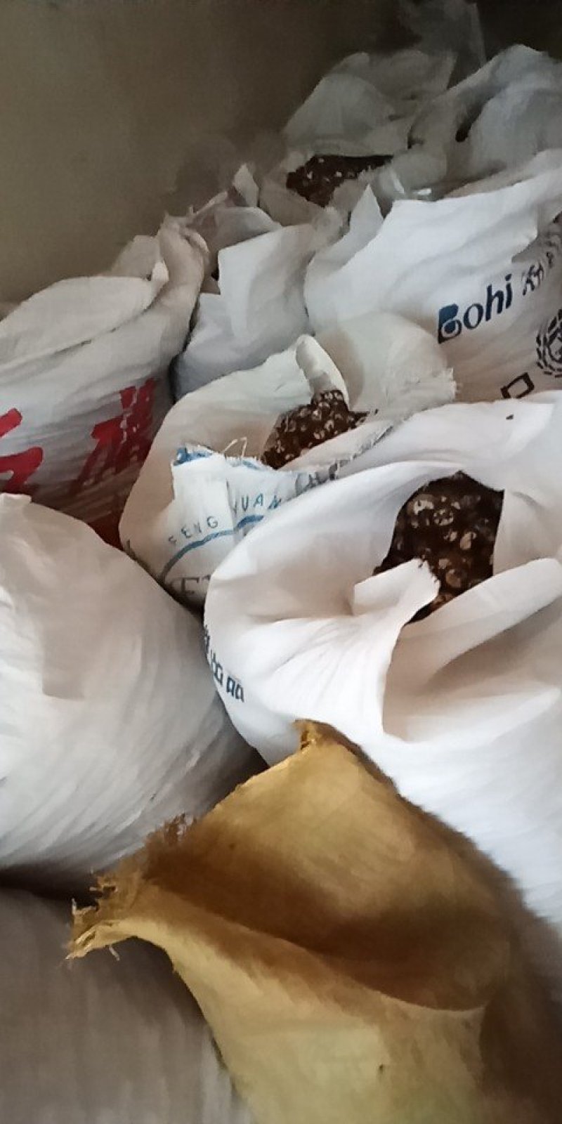 预知子八月扎片，八月瓜片