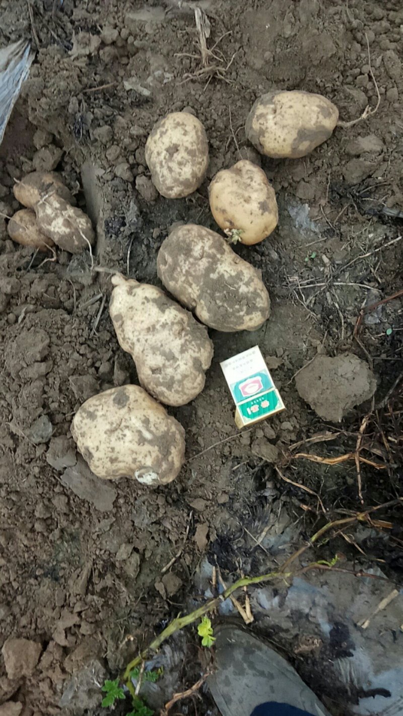 种植大户优质沙土地沃土5土豆，产地直发，