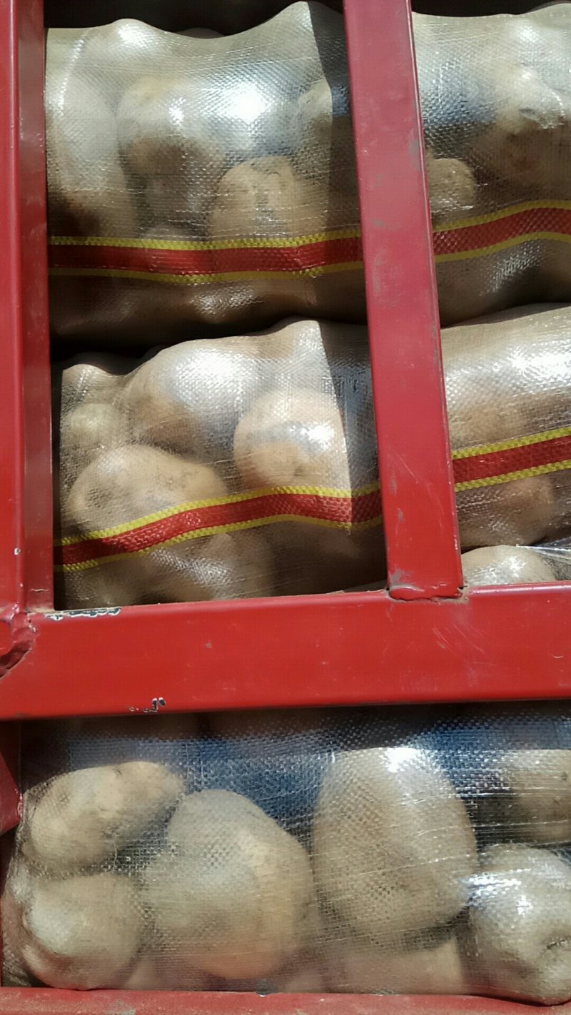 种植大户优质沙土地沃土5土豆，产地直发，