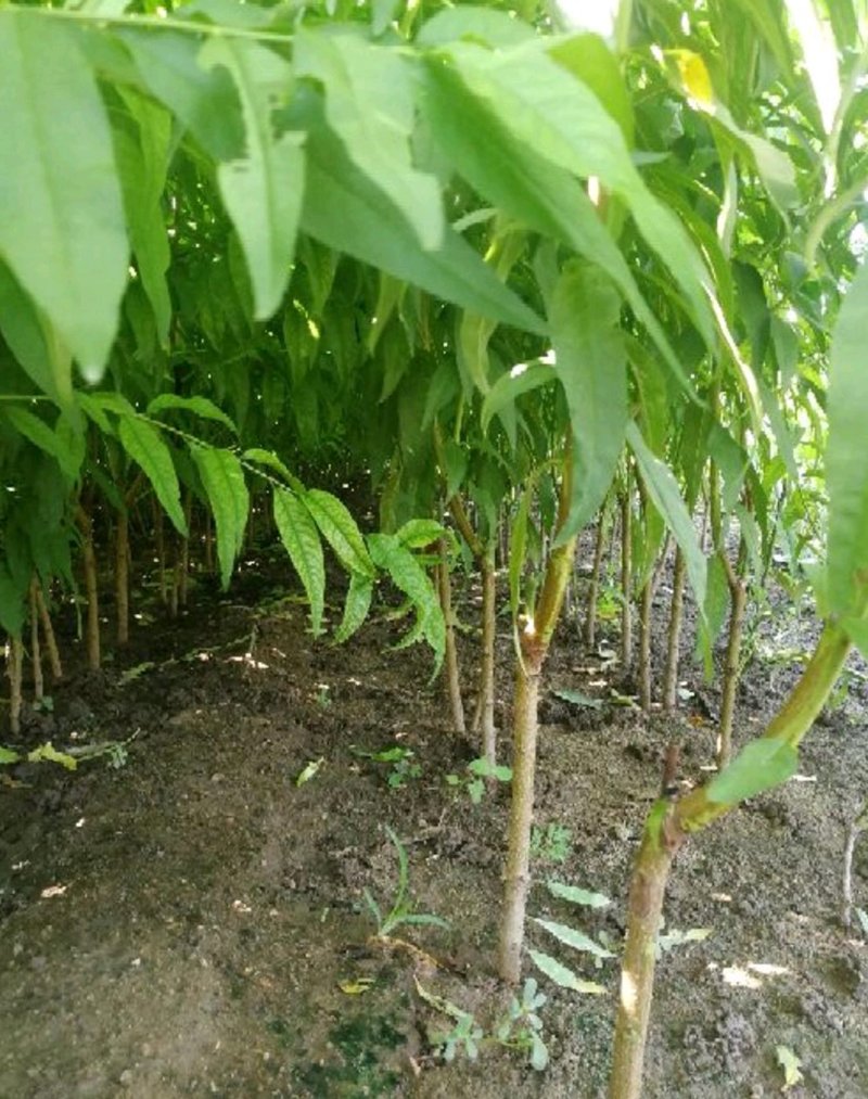 中油蟠7号桃树苗，现挖现发货，保成活率