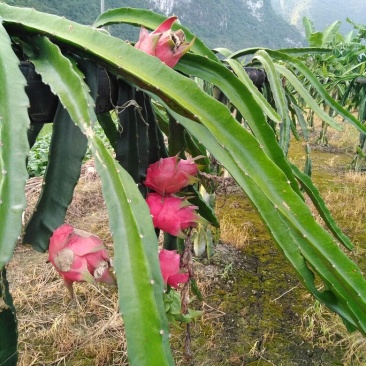 红肉火龙果