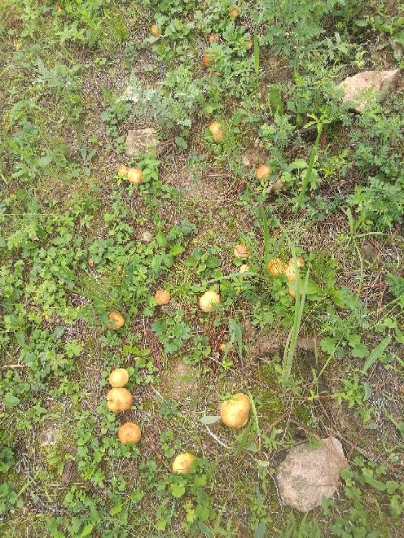 野生松蘑