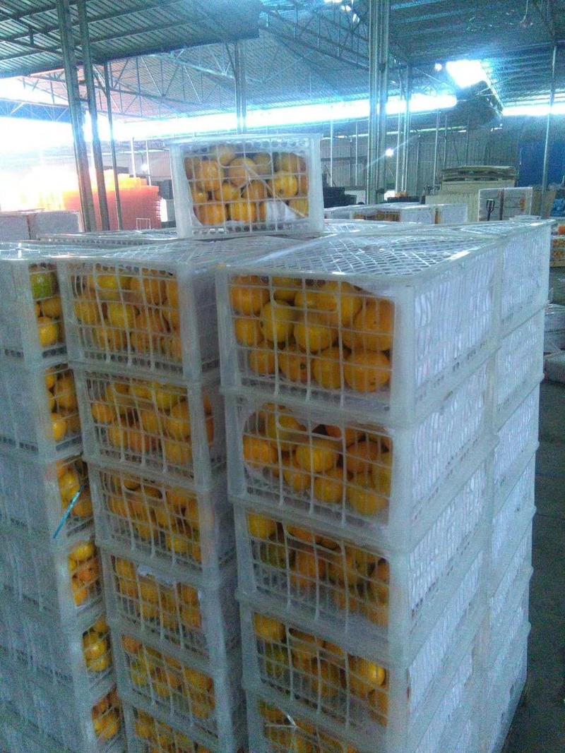 东江湖精品蜜橘互利互赢欢迎咨询订购支持视频看货