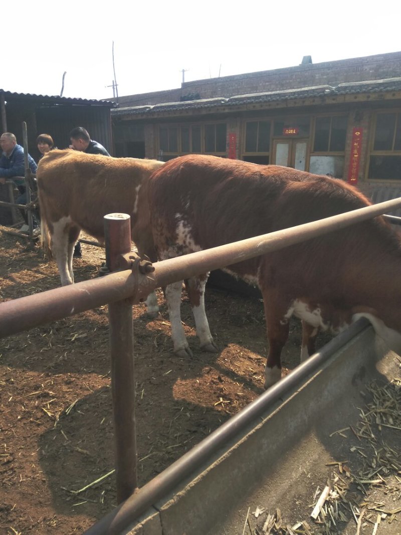 售合作社优质肉牛出售，诚信待客，自由挑选