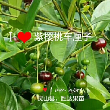 樱桃苗
