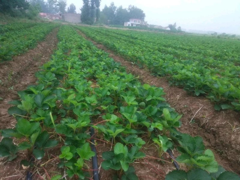 专业供应红颜草莓苗妙香七号牛奶草莓苗
