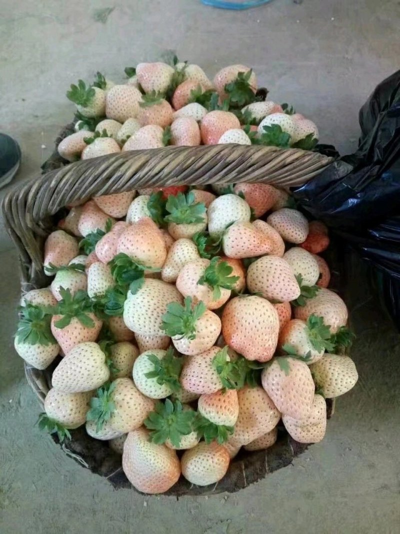 专业供应红颜草莓苗妙香七号牛奶草莓苗