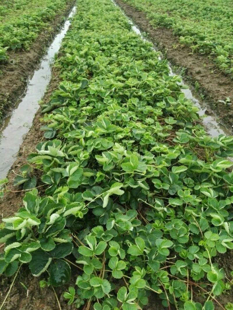 专业供应红颜草莓苗妙香七号牛奶草莓苗