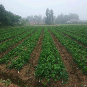 专业供应红颜草莓苗妙香七号牛奶草莓苗
