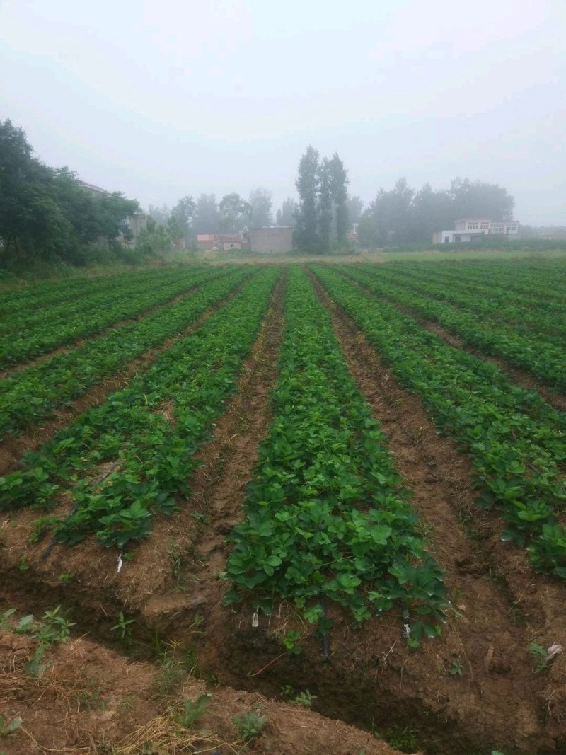 专业供应红颜草莓苗妙香七号牛奶草莓苗